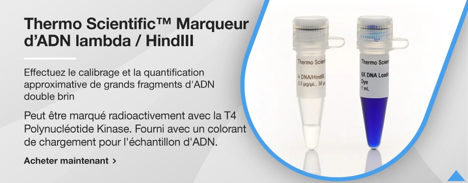 Thermo Scientific™ Marqueur d’ADN lambda / HindIII
