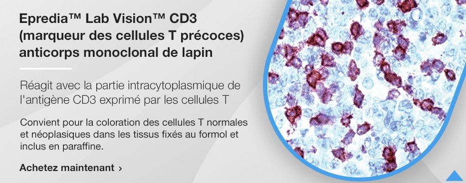 Epredia™ Lab Vision™ CD3 (marqueur des cellules T précoces) anticorps monoclonal de lapin